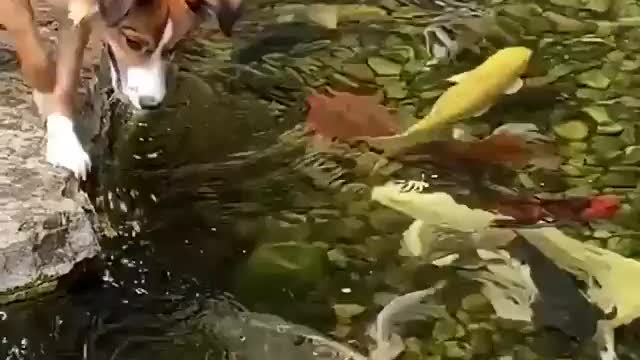 Pleasures of Koi Fish