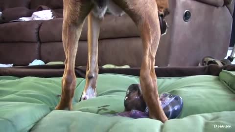 Dog Has Amazing Birth While Standing!!