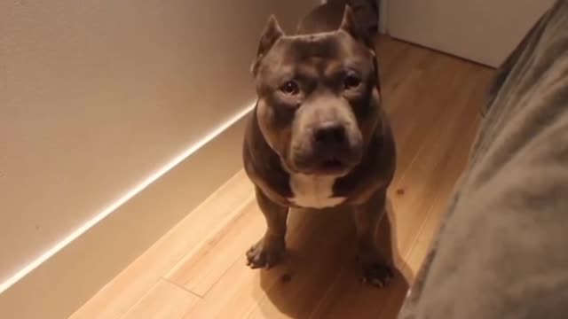 Talking to dog american bully so smart