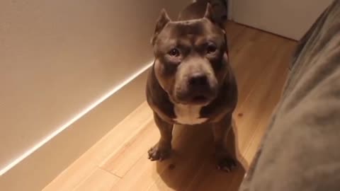 Talking to dog american bully so smart