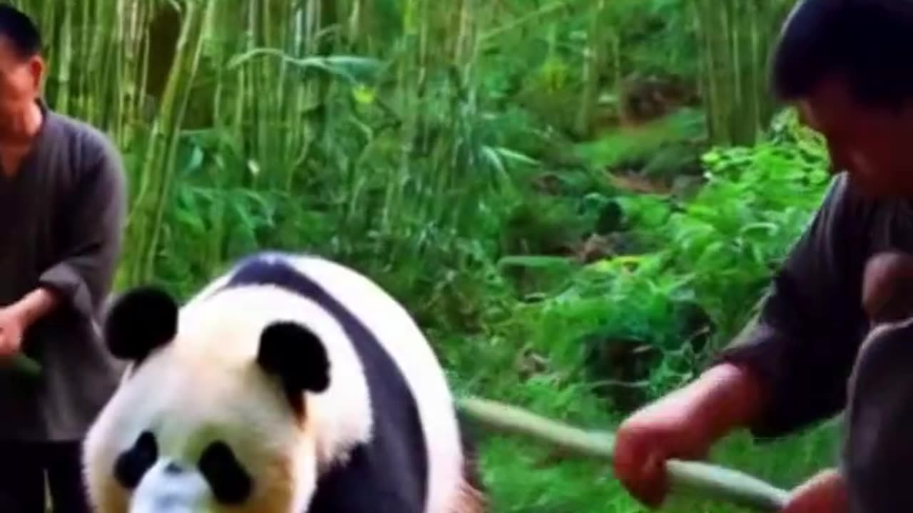 5 Facts About Pandas That’ll Bamboo-zle You!