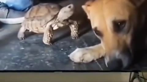 dog versus turtle