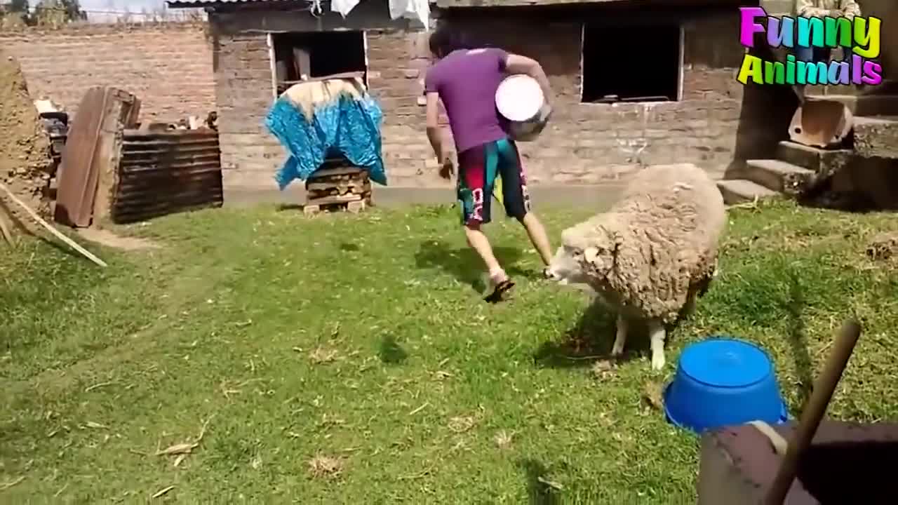 Funny human and animal moment
