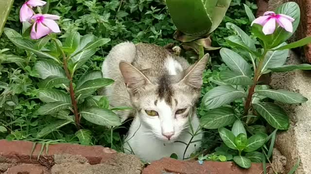 cat kitten enjoy 🎶,cat video,cat voice,cat kids,cat sound,cat kitten, #shorts#catshorts