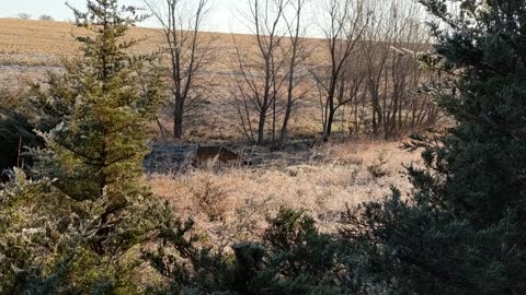 Big Kansas Buck Cruising