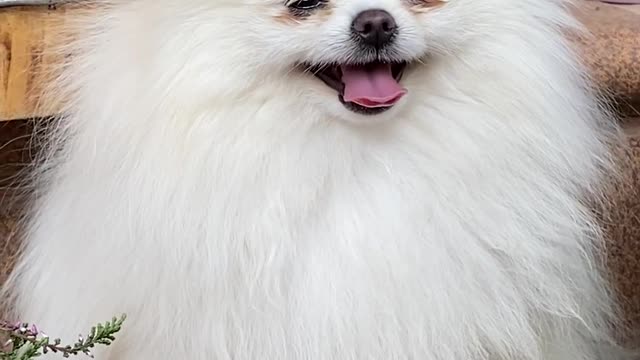 Dog Shorts | Dog Short Film | Dog Short Video #shorts #animals #dog