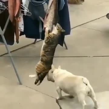 The cat eats the fish with difficulty, and the handicap of the dog