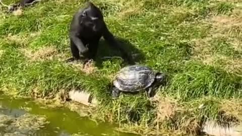 funny animals video