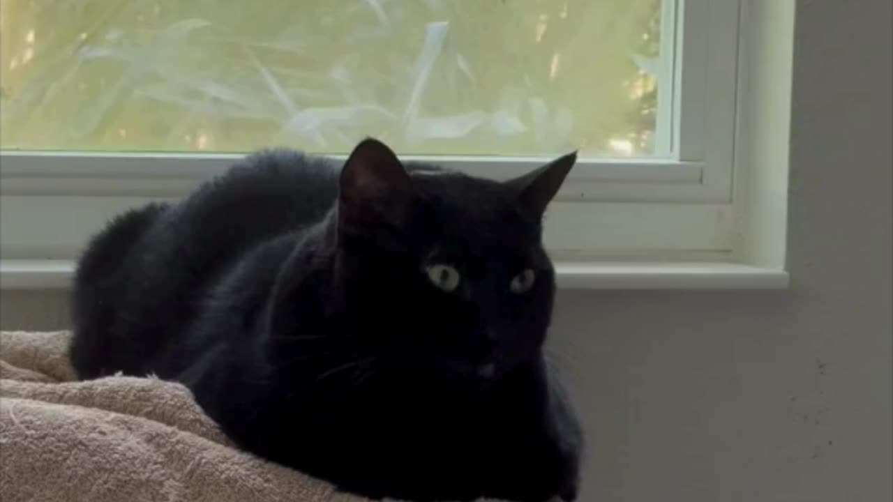 Adopting a Cat from a Shelter Vlog - Cute Precious Piper Knows How to Enjoy a Windy Day #shorts