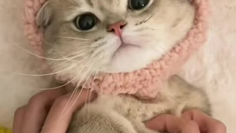 Most Beautiful Cute Cat Music Videos