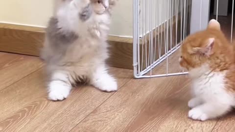 Cute Cat Fight 🐱