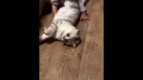 Cat Funny Videos 2 Hour Compilation Of Fun Cat Videos That Will Make You Laugh And Find Peace