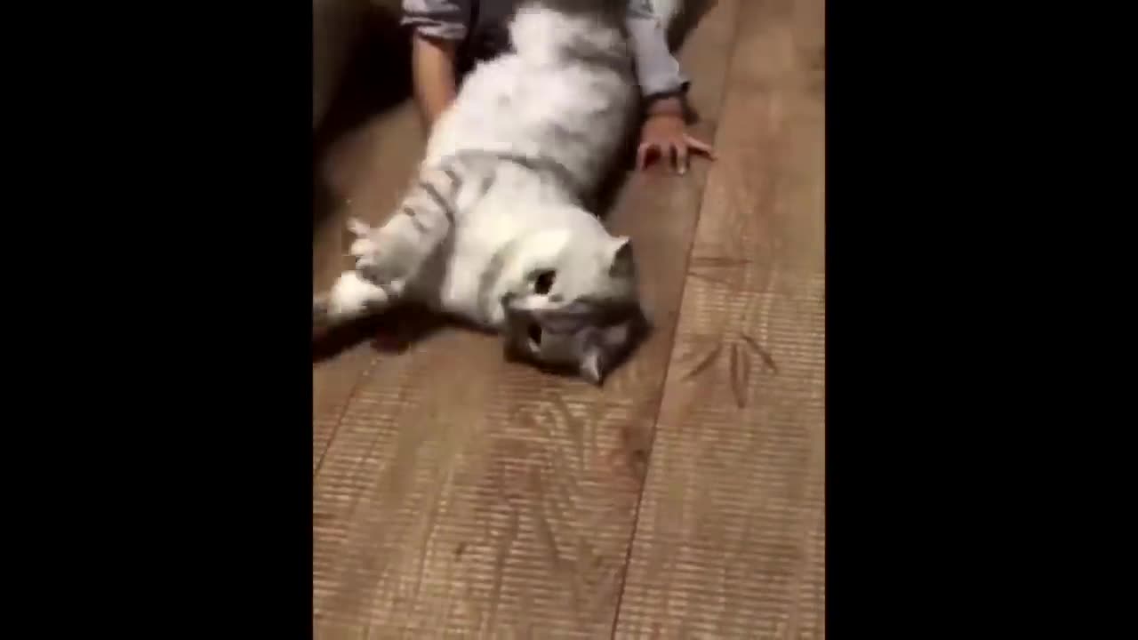 Cat Funny Videos 2 Hour Compilation Of Fun Cat Videos That Will Make You Laugh And Find Peace