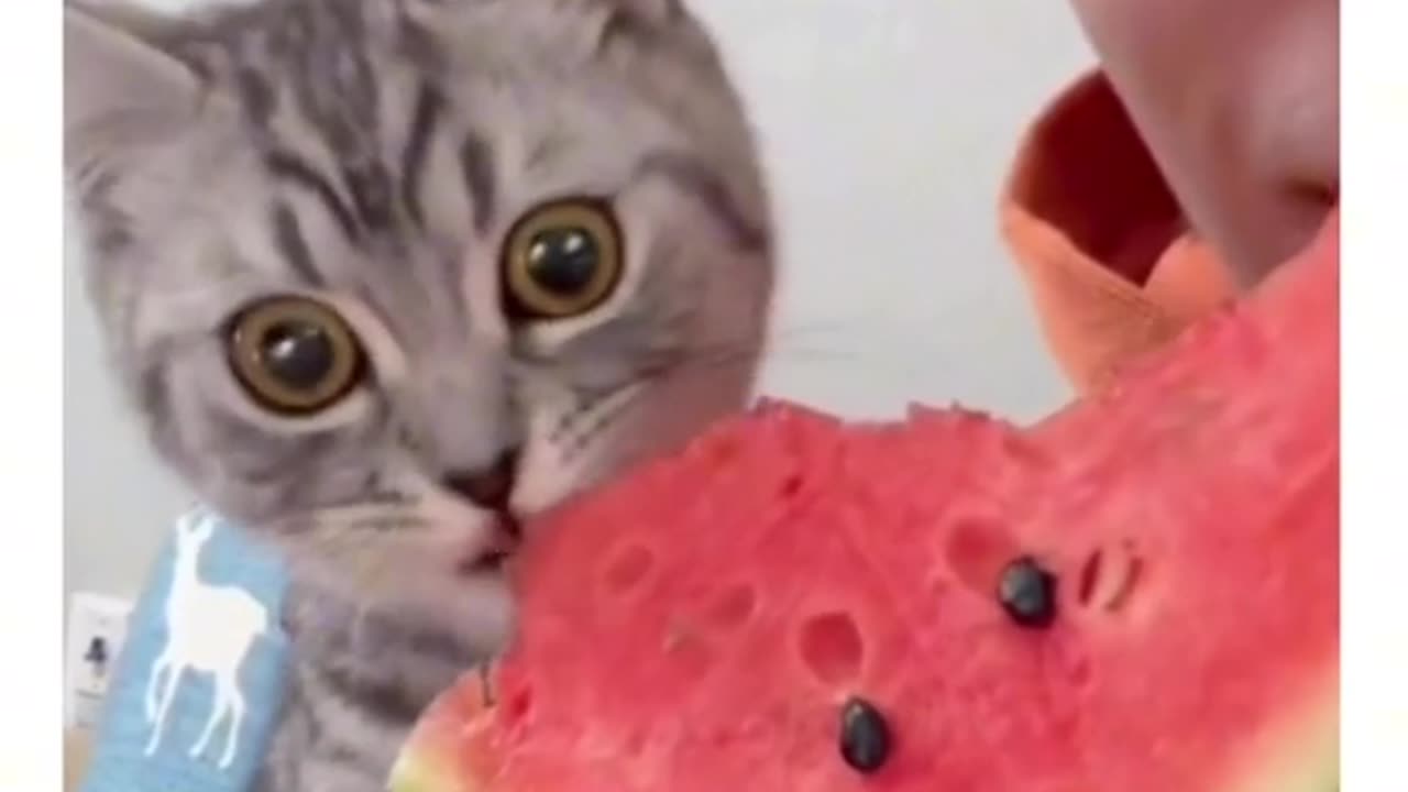 Funny kitten