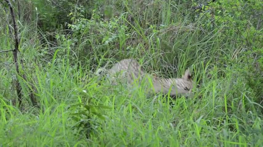 Incredible footage of leopard behaviour during impala kill