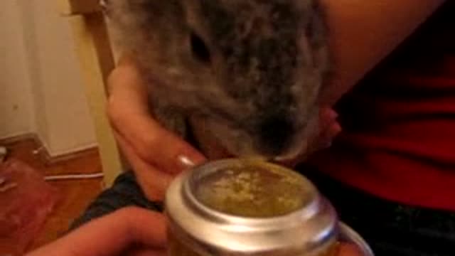 This bunny enjoys drinking beer ^^