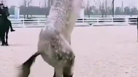 Horse viral