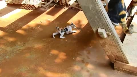 cats masti videos