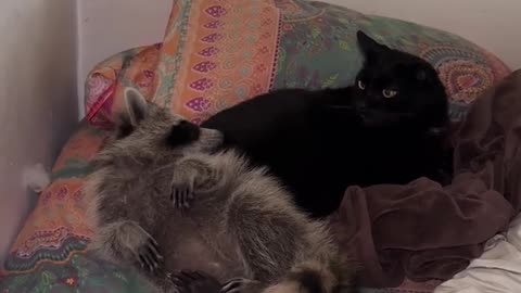 The raccoon and the angry cat