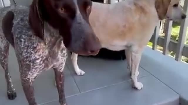 Dog doesn't want DAD to leave him 😂