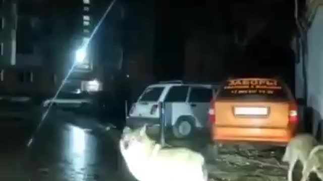 Wolves in the city