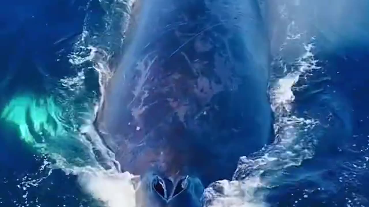 Dolphins surfing the nose of a whale, and then the whale sneezes a rainbow!