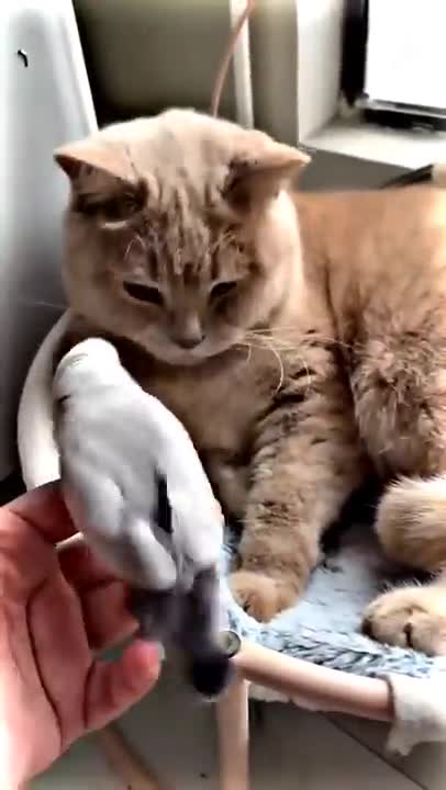 🥰🥰🥰.#funny cats, #cute animals, #funny cat video.funny cats,cute animals,funny cat video.