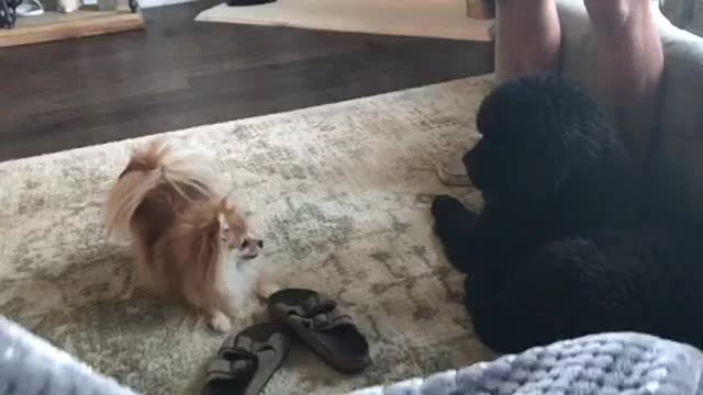 Pomeranian wants to play until giant puppy gets up!