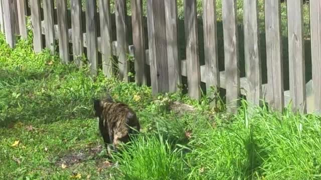 A cat named enigma