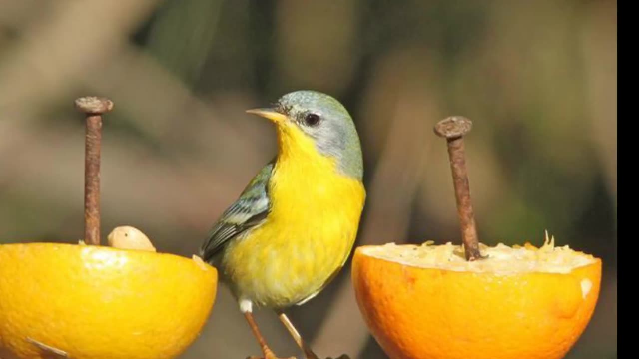 Tropical Parula Bird Sound Video