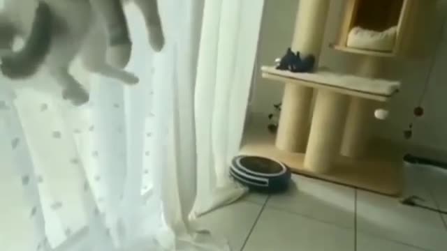 THE CAT GONE HIGH!!!!!!!😱😱😱YOU MUST WATCH THIS!!!!!!