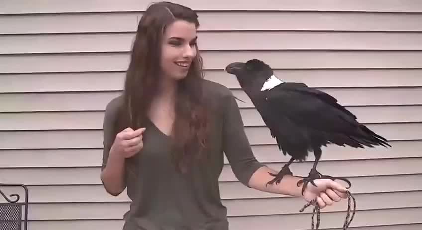 Crows are able to qualitatively imitate human speech, not inferior to parrots in this skill.