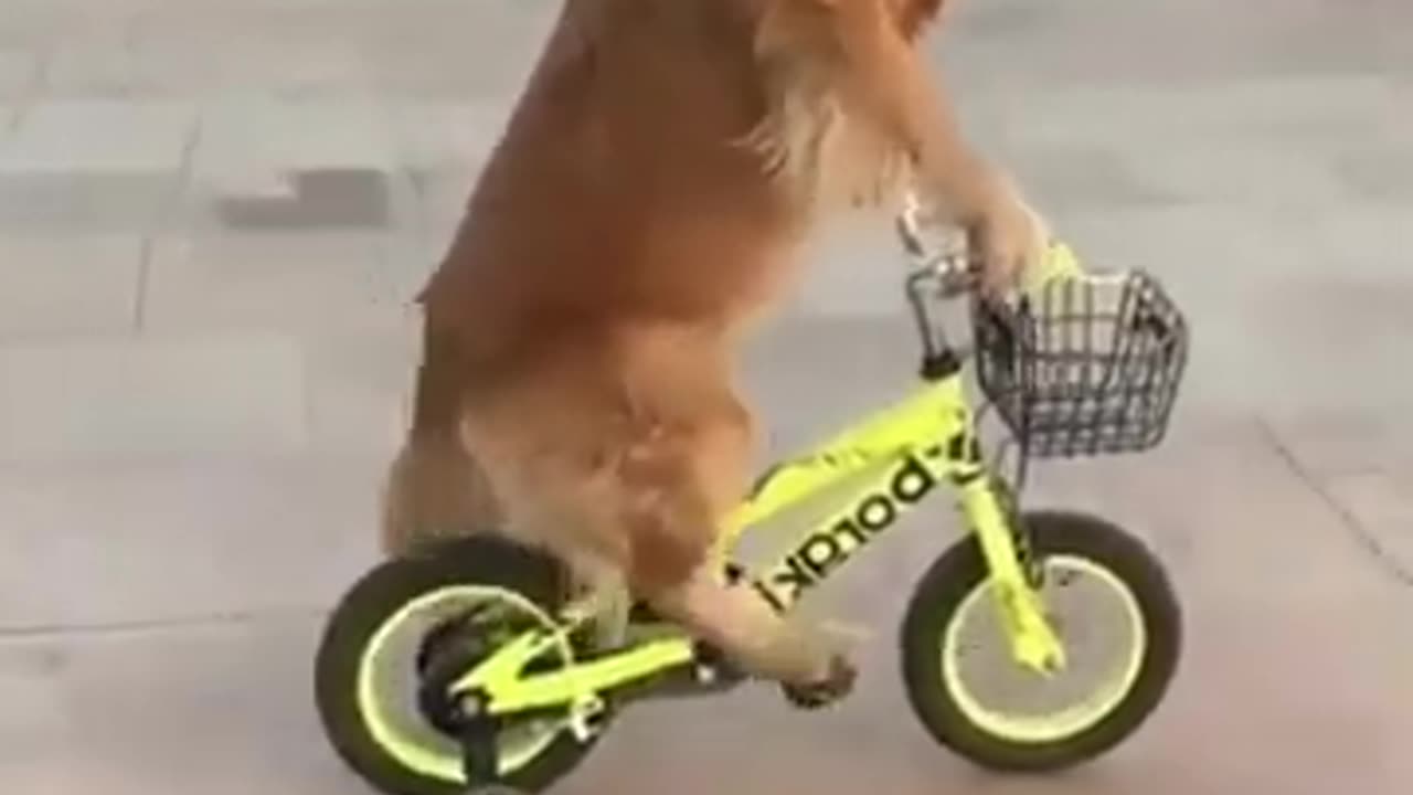 riding a bike by funny dog #dog's joke #top viral vedio