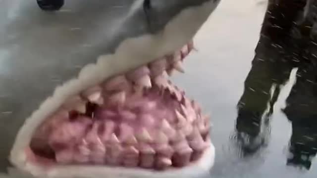 SHARK CAUGHT ON CAMERA #shorts