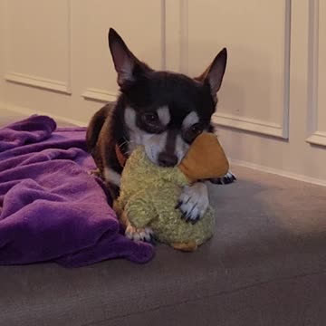 Rico and the duck