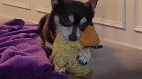 Rico and the duck