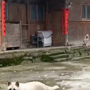 Funny moments with my dog #49