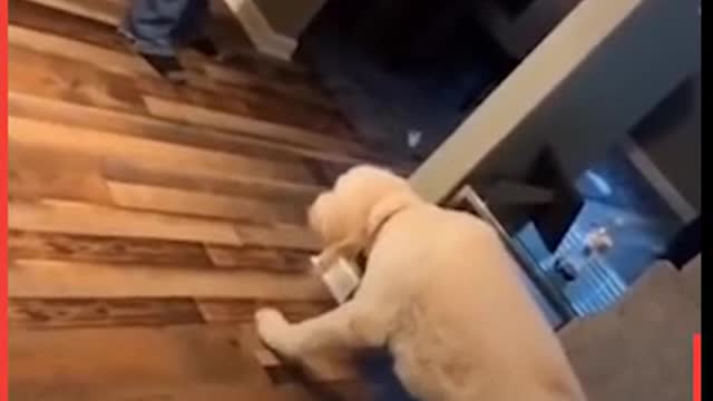 you will not stop laugh -funny dogs