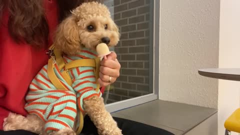 My dog eat ice-cream fastly