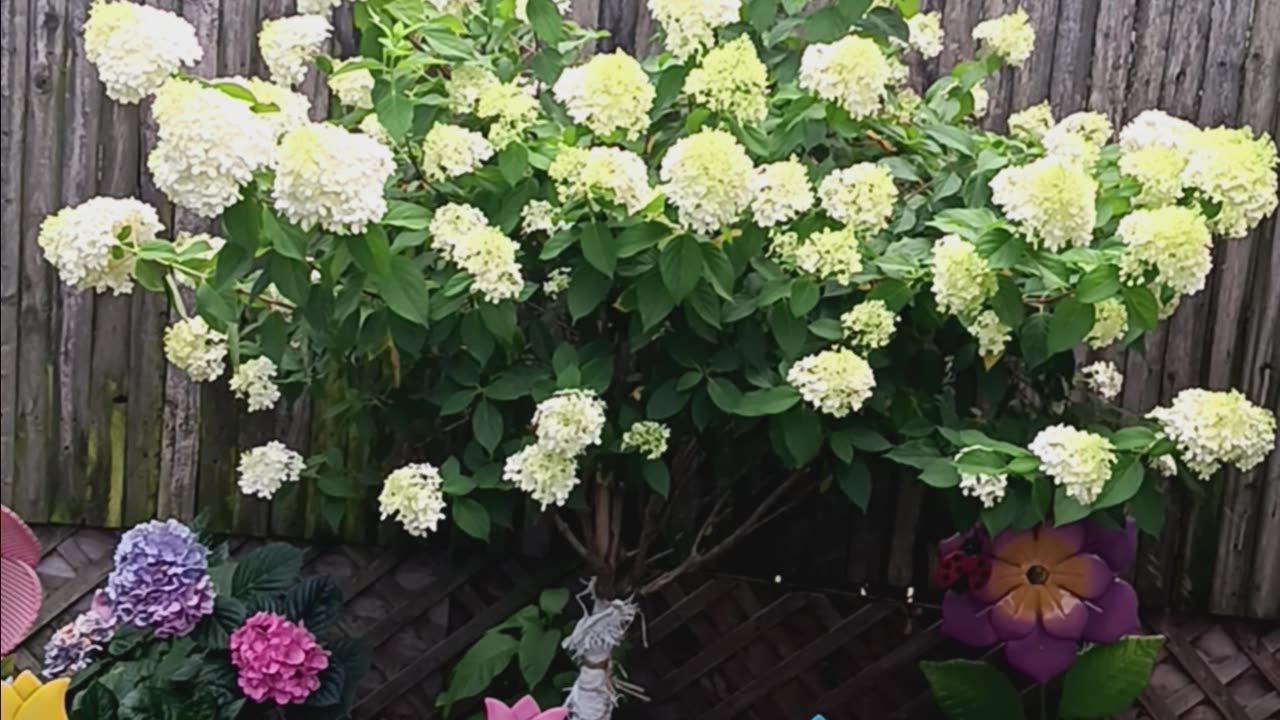 Hydrangea tree