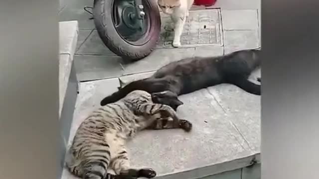Funny cat video # funny dubbing # funny cat