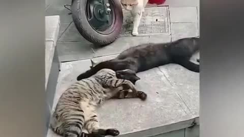 Funny cat video # funny dubbing # funny cat