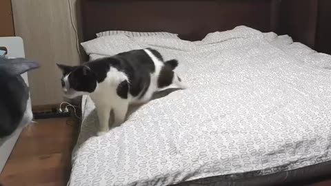 Cat Pranked By Big Cat Mask #kittens #cats #love #animals #viral #kittenslove