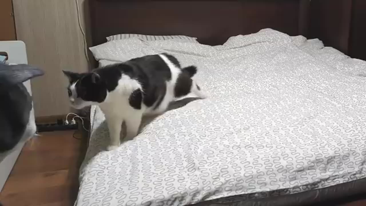 Cat Pranked By Big Cat Mask #kittens #cats #love #animals #viral #kittenslove