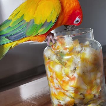 Parrot inspects jar of his own feathers