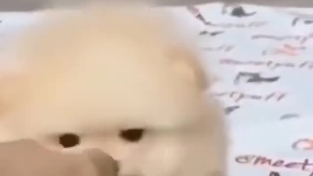 Funny Dogs - Try Not to Laugh While Watching These Funny Dogs - Best Funny Dog Videos 😂