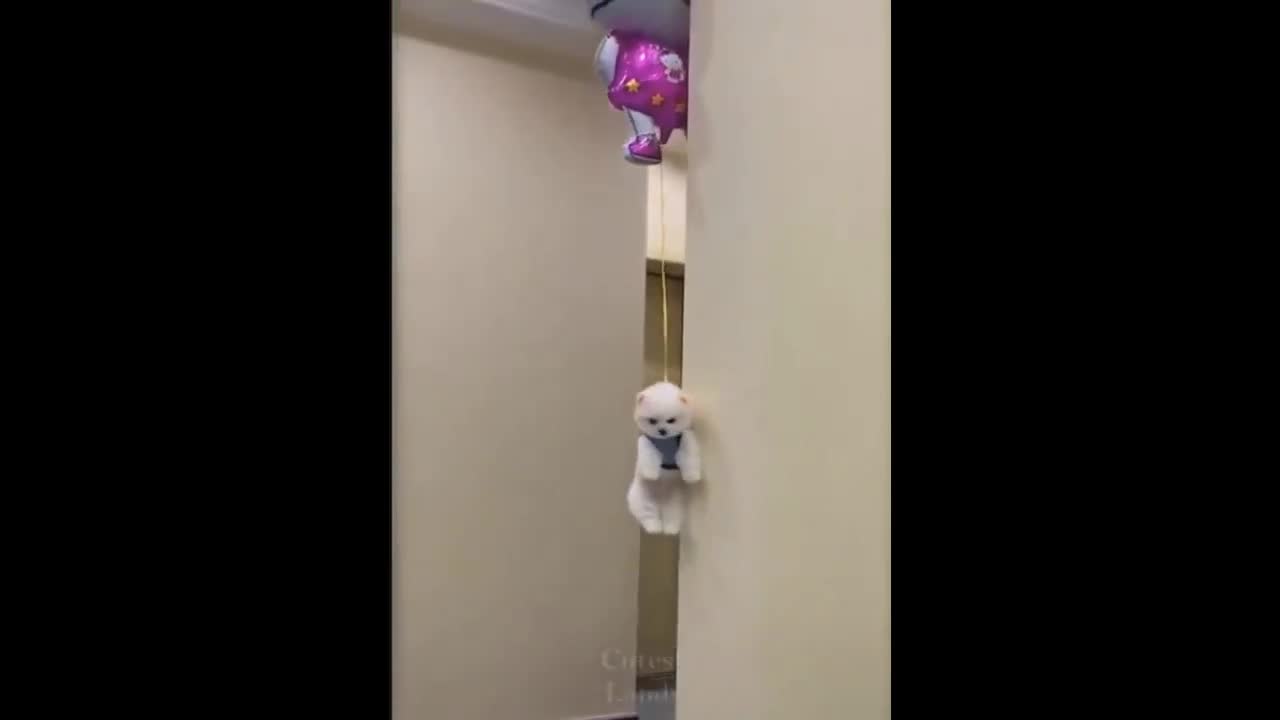 kitten flying while being tied with air baloon,super funny kitten videos,