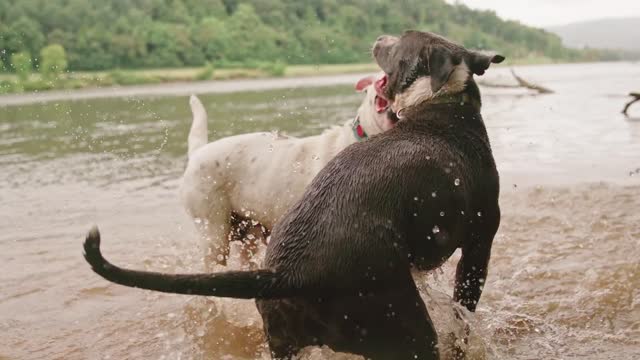 Two dogs playing in the river water in a funny way