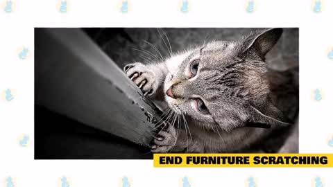 10 Scientific Ways to Get a Cat to Like You | Cat Trying | Cat Best Trying | SongTex