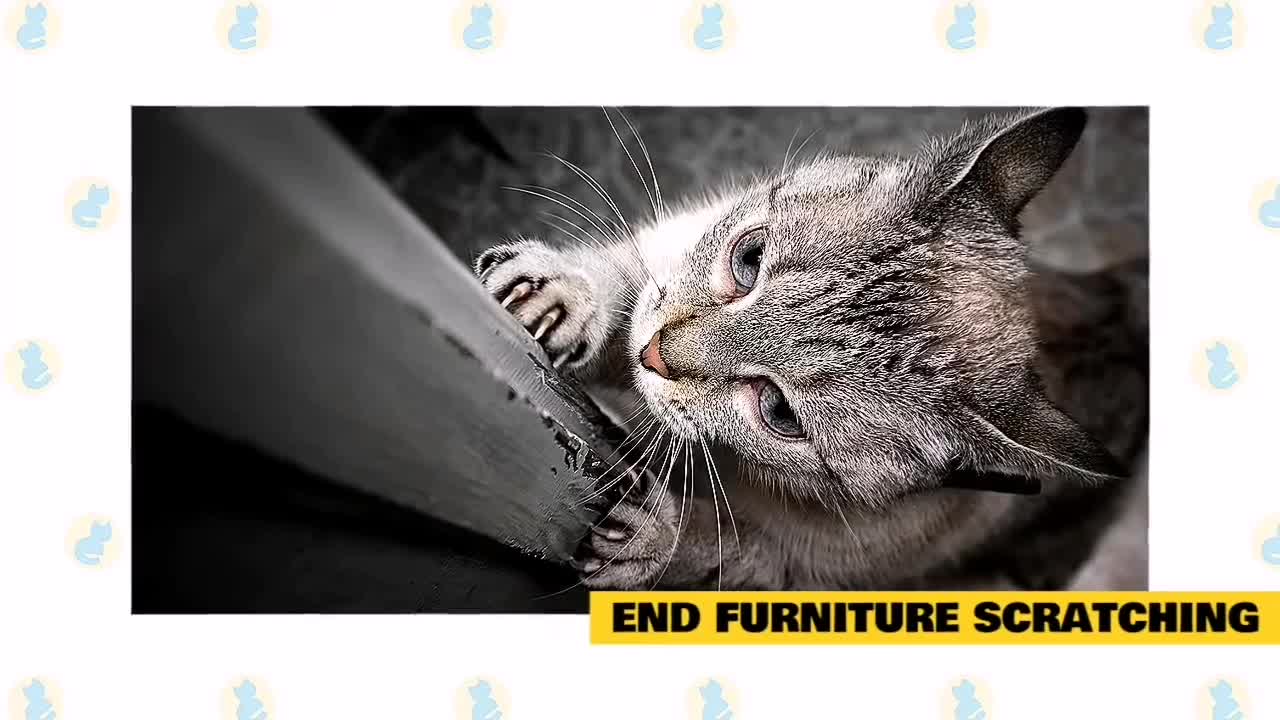 10 Scientific Ways to Get a Cat to Like You | Cat Trying | Cat Best Trying | SongTex